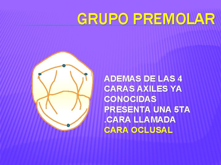 GRUPO PREMOLAR ADEMAS DE LAS 4 CARAS AXILES YA CONOCIDAS PRESENTA UNA 5 TA.