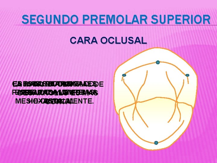 SEGUNDO PREMOLAR SUPERIOR CARA OCLUSAL CRESTAS ES RANURA MAS NOREDONDEADO, ES MARGINALES TAN LA