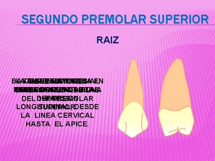 SEGUNDO PREMOLAR SUPERIOR RAIZ BASTANTE LAGENERALMENTE SUPERFICIE ESTRECHA MESIAL EN TIENE MAYORES PUEDE SENTIDO