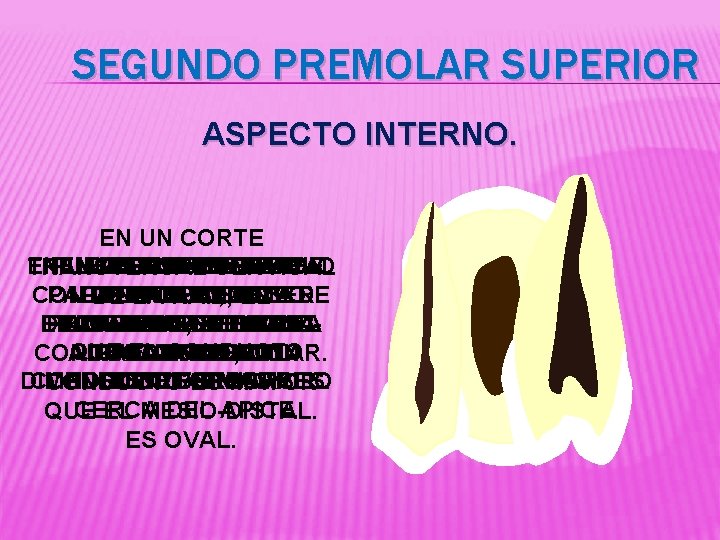 SEGUNDO PREMOLAR SUPERIOR ASPECTO INTERNO. EN UN CORTE ENCONTRARSE ENPUEDE EL EN UN LOS