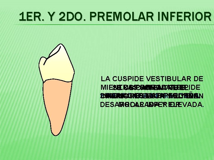 1 ER. Y 2 DO. PREMOLAR INFERIOR LA CUSPIDE VESTIBULAR DE MIENTRAS QUE SONENTRE