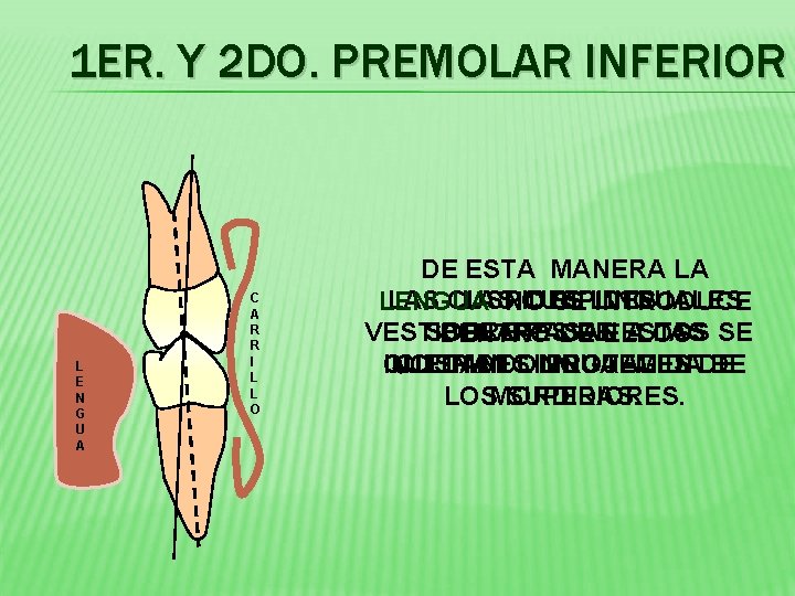 1 ER. Y 2 DO. PREMOLAR INFERIOR L E N G U A C