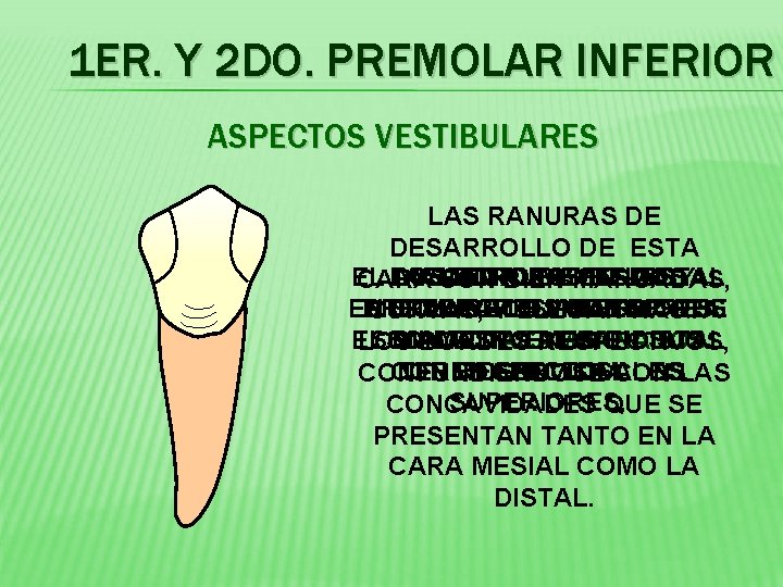 1 ER. Y 2 DO. PREMOLAR INFERIOR ASPECTOS VESTIBULARES LAS RANURAS DE DESARROLLO DE