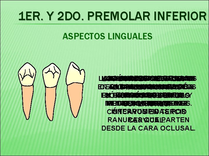 1 ER. Y 2 DO. PREMOLAR INFERIOR ASPECTOS LINGUALES LA SUPERFICIE DE LAS LA