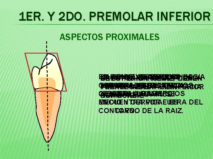 1 ER. Y 2 DO. PREMOLAR INFERIOR ASPECTOS PROXIMALES ES CUSPIDE CONVEXO HACIA LA