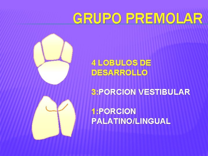 GRUPO PREMOLAR 4 LOBULOS DE DESARROLLO 3: PORCION VESTIBULAR 1: PORCION PALATINO/LINGUAL 