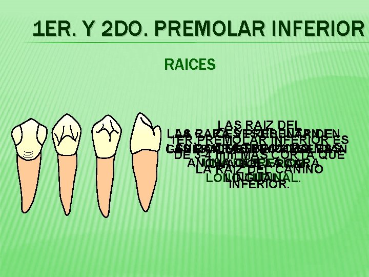 1 ER. Y 2 DO. PREMOLAR INFERIOR RAICES LAS RAIZ DEL LAS LA RAICES