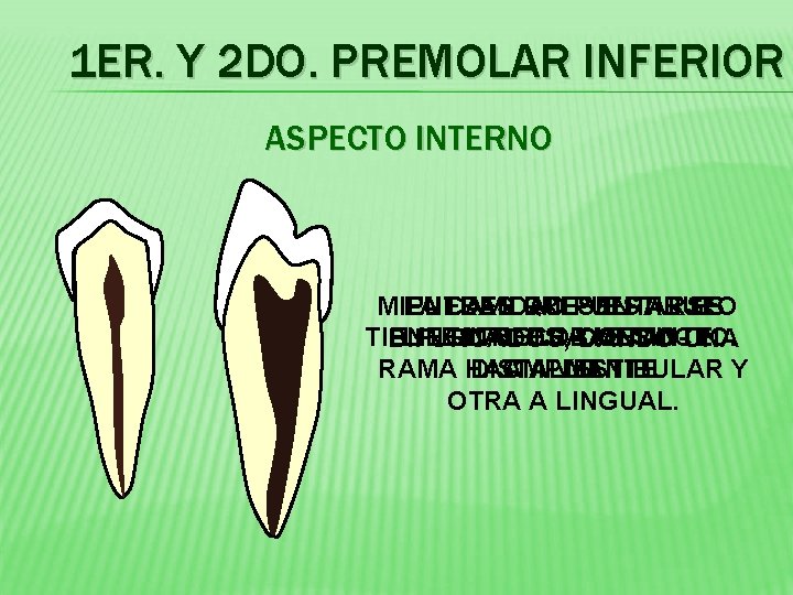1 ER. Y 2 DO. PREMOLAR INFERIOR ASPECTO INTERNO MIENTRAS LA CAVIDAD QUE PULPAR