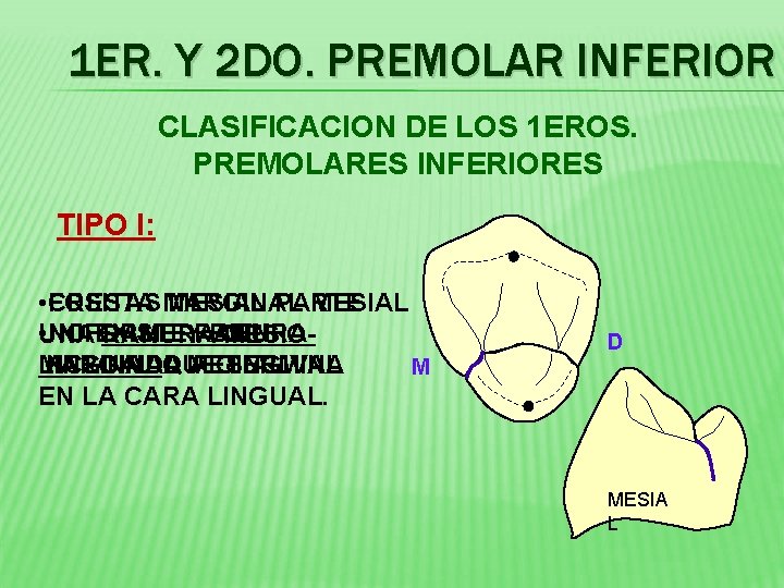 1 ER. Y 2 DO. PREMOLAR INFERIOR CLASIFICACION DE LOS 1 EROS. PREMOLARES INFERIORES