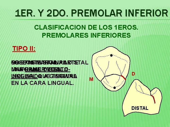 1 ER. Y 2 DO. PREMOLAR INFERIOR CLASIFICACION DE LOS 1 EROS. PREMOLARES INFERIORES