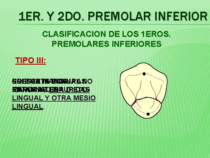 1 ER. Y 2 DO. PREMOLAR INFERIOR CLASIFICACION DE LOS 1 EROS. PREMOLARES INFERIORES