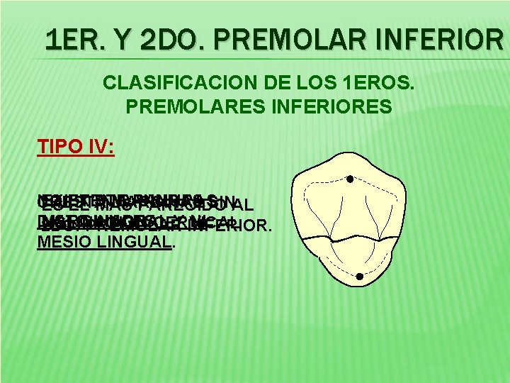 1 ER. Y 2 DO. PREMOLAR INFERIOR CLASIFICACION DE LOS 1 EROS. PREMOLARES INFERIORES