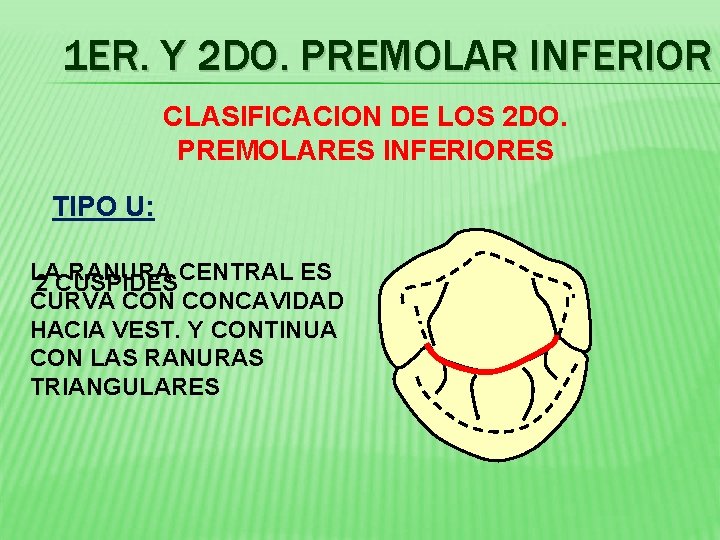 1 ER. Y 2 DO. PREMOLAR INFERIOR CLASIFICACION DE LOS 2 DO. PREMOLARES INFERIORES