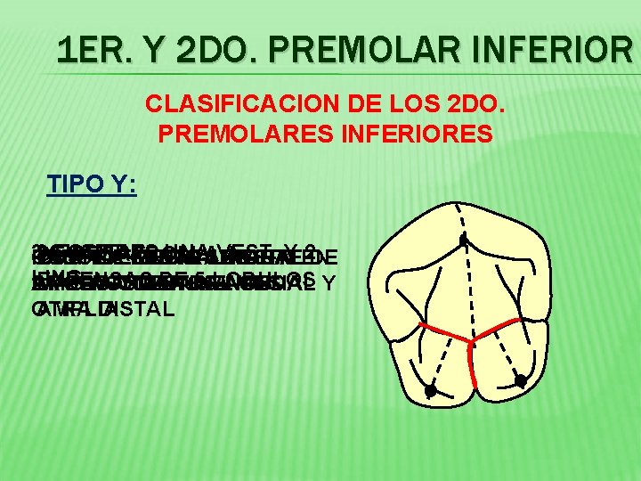 1 ER. Y 2 DO. PREMOLAR INFERIOR CLASIFICACION DE LOS 2 DO. PREMOLARES INFERIORES