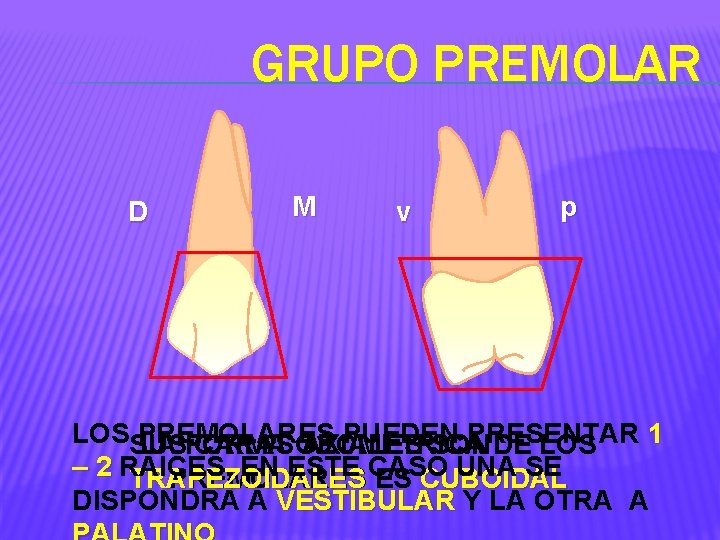 GRUPO PREMOLAR D M v p LOSSUS PREMOLARES PUEDEN PRESENTAR 1 LA FORMA CARAS