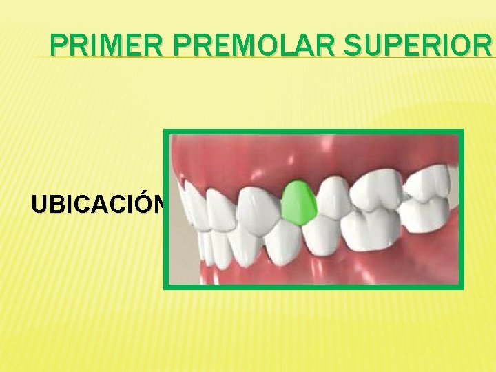 PRIMER PREMOLAR SUPERIOR UBICACIÓN 