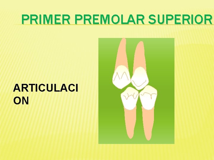 PRIMER PREMOLAR SUPERIOR ARTICULACI ON 