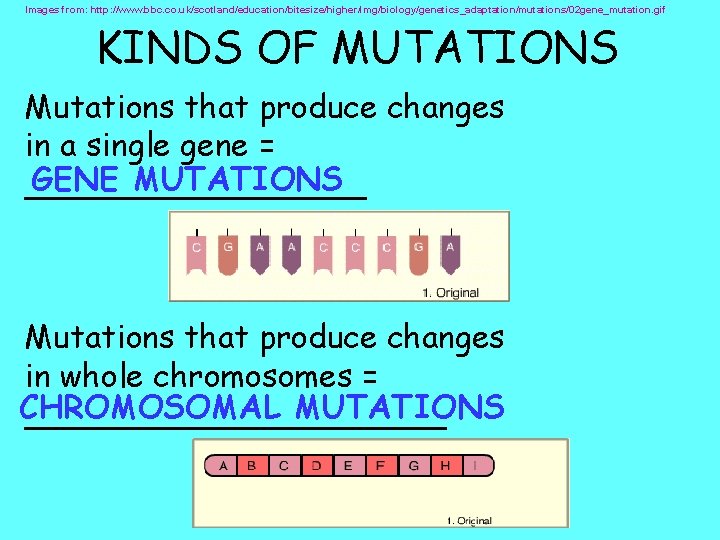 Images from: http: //www. bbc. co. uk/scotland/education/bitesize/higher/img/biology/genetics_adaptation/mutations/02 gene_mutation. gif KINDS OF MUTATIONS Mutations that Images from: http: //www. bbc. co. uk/scotland/education/bitesize/higher/img/biology/genetics_adaptation/mutations/02 gene_mutation. gif KINDS OF MUTATIONS Mutations that