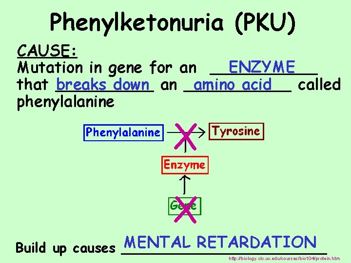 Phenylketonuria (PKU) CAUSE: ENZYME Mutation in gene for an ______ breaks down an ______