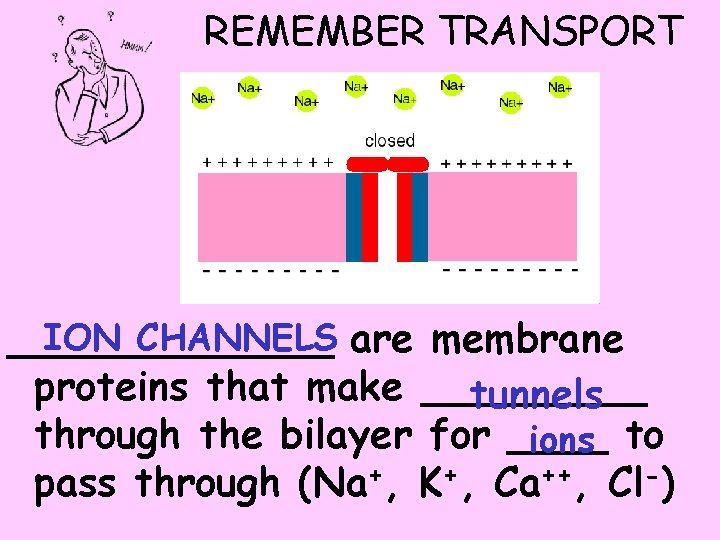 REMEMBER TRANSPORT ION CHANNELS are membrane _______ proteins that make _____ tunnels through the