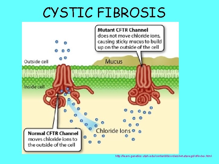 CYSTIC FIBROSIS http: //learn. genetics. utah. edu/content/disorders/whataregd/cf/index. html 