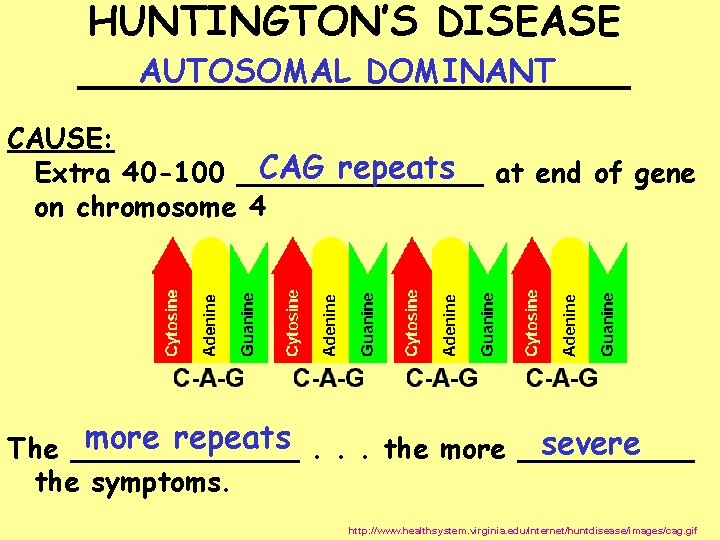 HUNTINGTON’S DISEASE AUTOSOMAL DOMINANT ___________ CAUSE: CAG repeats at end of gene Extra 40