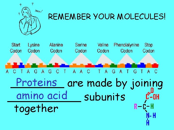 REMEMBER YOUR MOLECULES! Proteins are made by joining ____ amino acid ______ subunits together