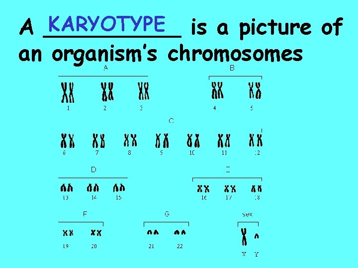 KARYOTYPE is a picture of A _____ an organism’s chromosomes 