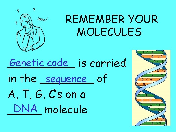 REMEMBER YOUR MOLECULES Genetic code is carried _____ sequence of in the ____ A,