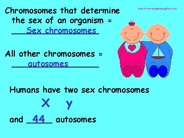 Chromosomes that determine the sex of an organism = _________ Sex chromosomes http: //www.