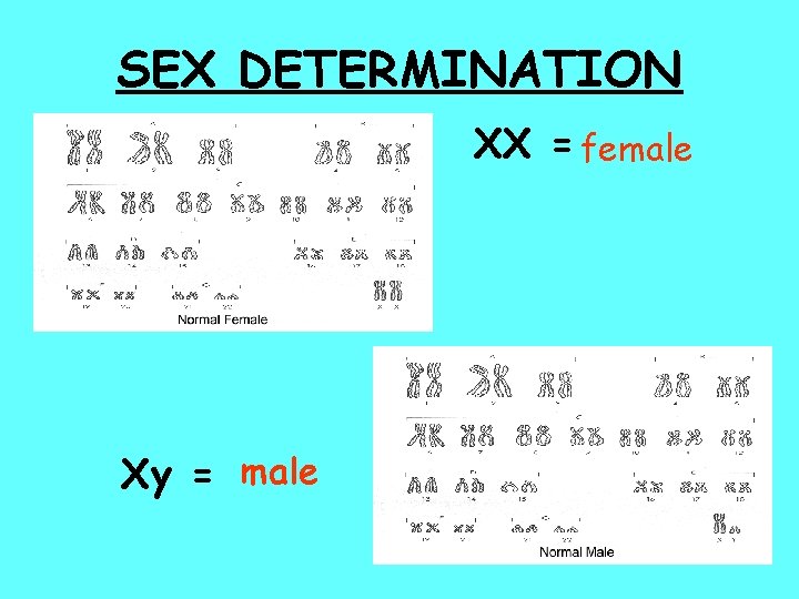 SEX DETERMINATION XX = female Xy = male 