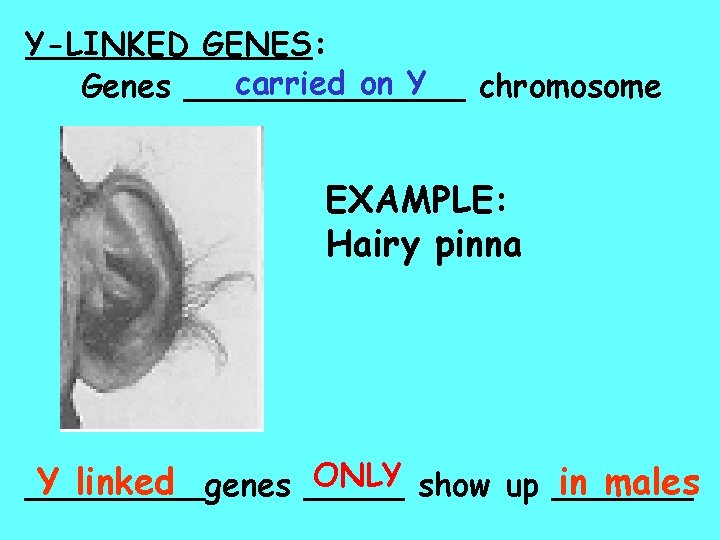 Y-LINKED GENES: carried on Y Genes _______ chromosome EXAMPLE: Hairy pinna ONLY show up