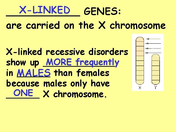 X-LINKED GENES: ______ are carried on the X chromosome X-linked recessive disorders MORE frequently