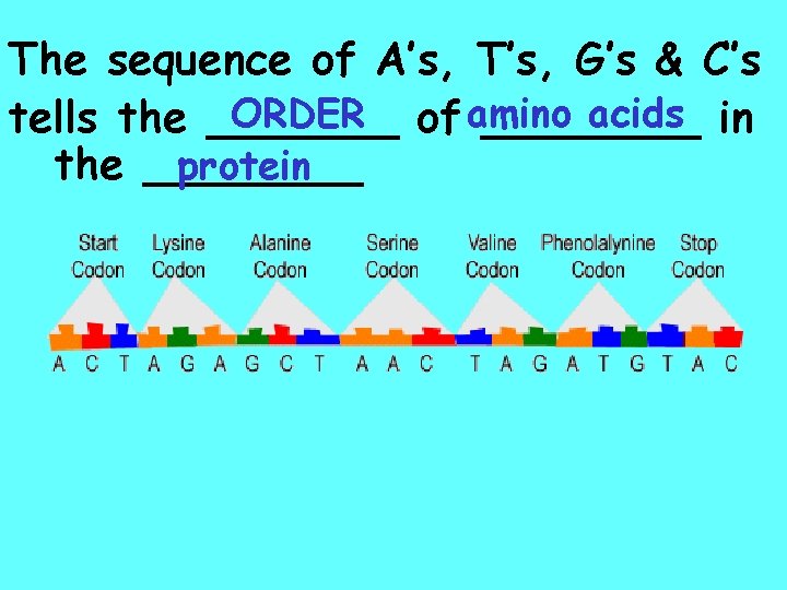 The sequence of A’s, T’s, G’s & C’s ORDER of amino acids in tells