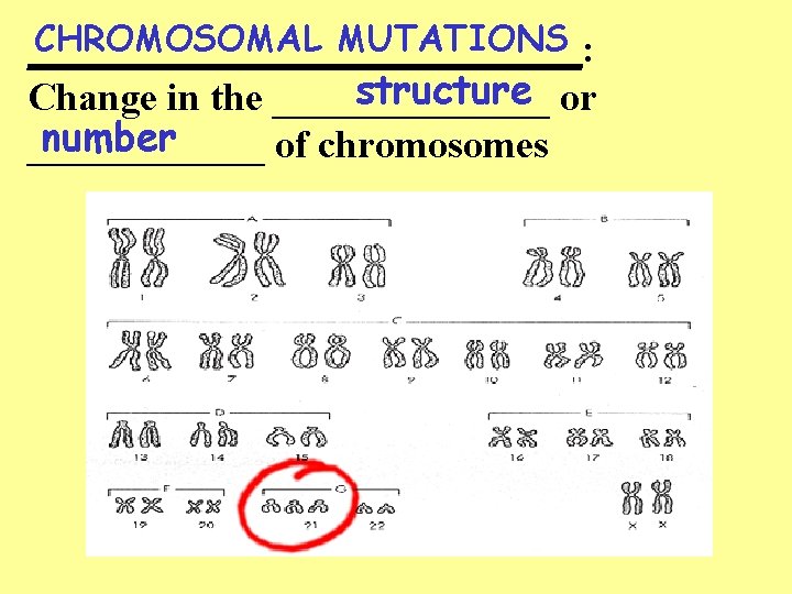 CHROMOSOMAL MUTATIONS ______________: structure or Change in the _______ number ______ of chromosomes 