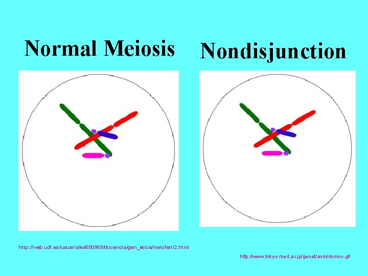 Normal Meiosis Nondisjunction http: //web. udl. es/usuaris/e 4650869/docencia/gen_etica/meioferti 2. html http: //www. tokyo-med. ac.