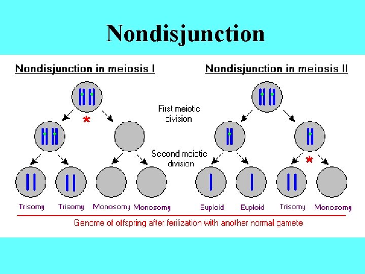 Nondisjunction 