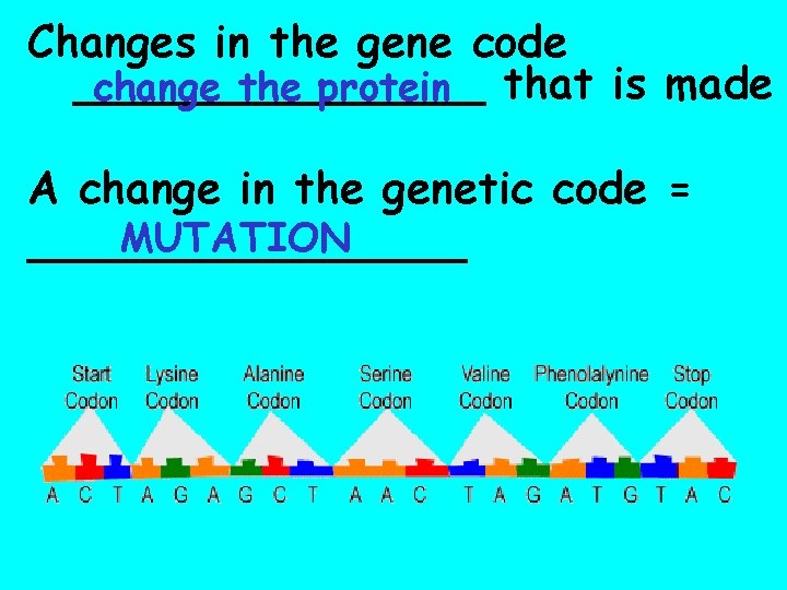 Changes in the gene code ________ change the protein that is made A change