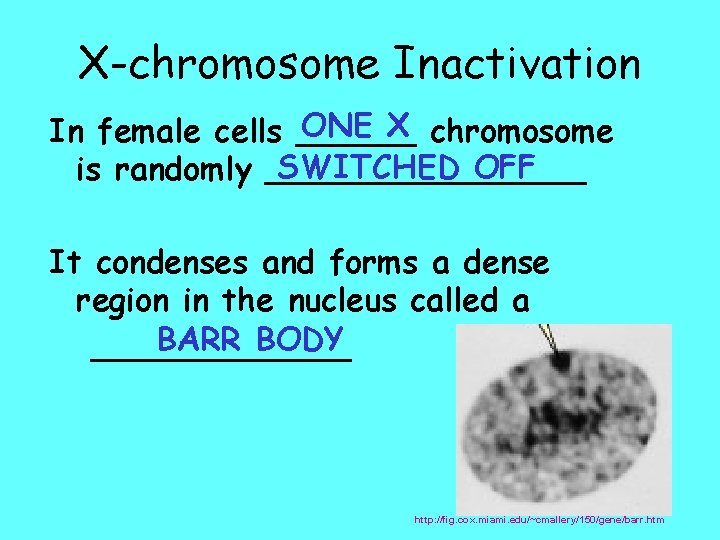 X-chromosome Inactivation ONE X chromosome In female cells ______ SWITCHED OFF is randomly ________