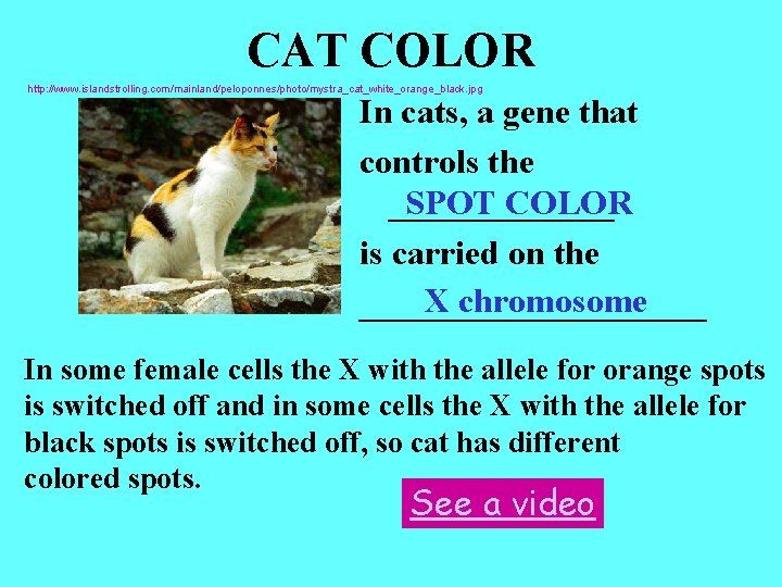 CAT COLOR http: //www. islandstrolling. com/mainland/peloponnes/photo/mystra_cat_white_orange_black. jpg In cats, a gene that controls the