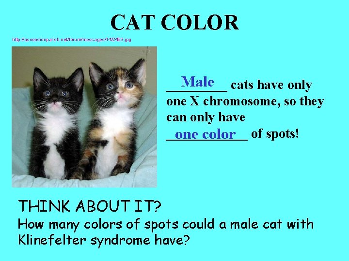 CAT COLOR http: //ascensionparish. net/forum/messages/14/2493. jpg Male cats have only _____ one X chromosome,