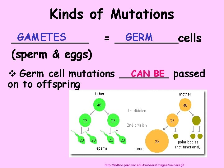 Kinds of Mutations GAMETES GERM ______ = _____cells (sperm & eggs) CAN BE passed