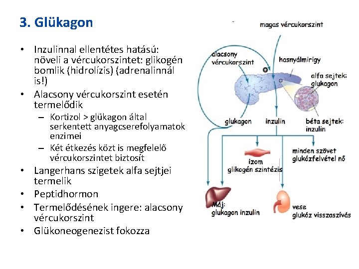 3. Glükagon • Inzulinnal ellentétes hatású: növeli a vércukorszintet: glikogén bomlik (hidrolízis) (adrenalinnál is!)