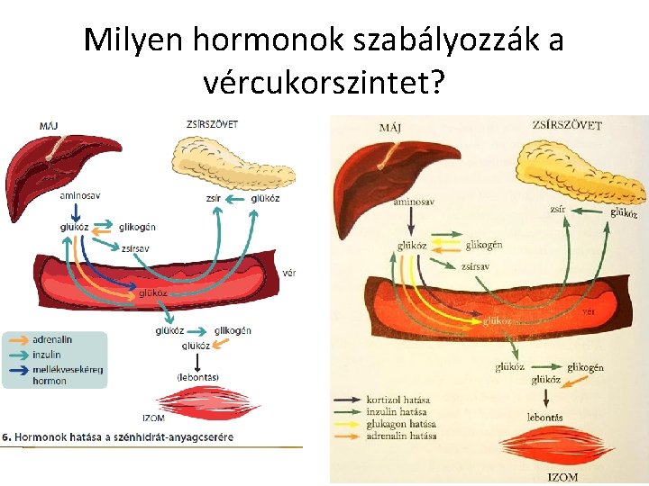 Milyen hormonok szabályozzák a vércukorszintet? 