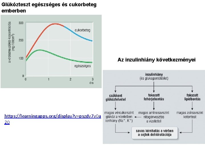 Glükózteszt egészséges és cukorbeteg emberben Az inzulinhiány következményei https: //learningapps. org/display? v=pszdv 7 v