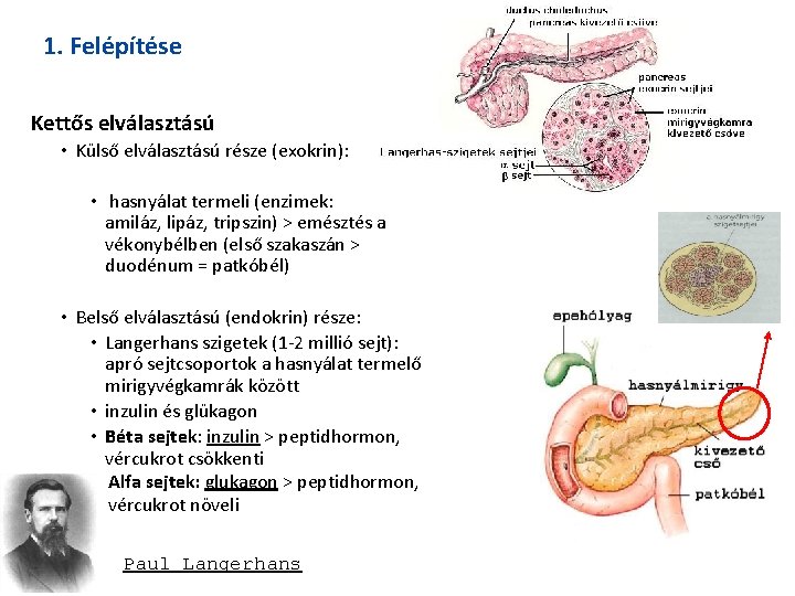 1. Felépítése Kettős elválasztású • Külső elválasztású része (exokrin): • hasnyálat termeli (enzimek: amiláz,