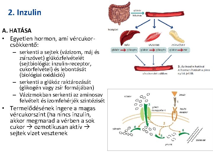 2. Inzulin A. HATÁSA • Egyetlen hormon, ami vércukorcsökkentő: – serkenti a sejtek (vázizom,