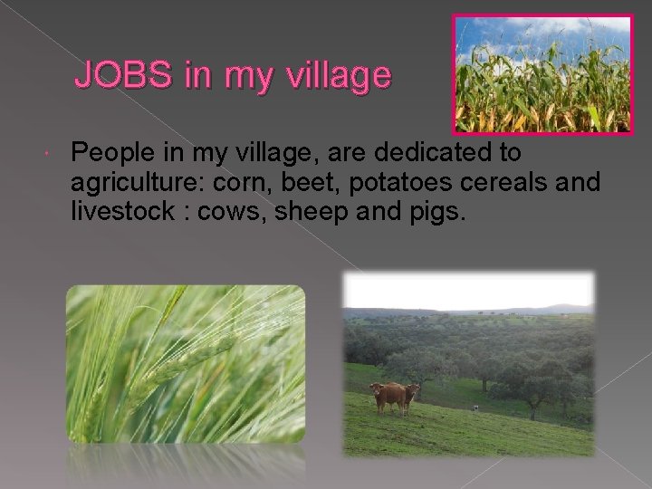 JOBS in my village People in my village, are dedicated to agriculture: corn, beet,