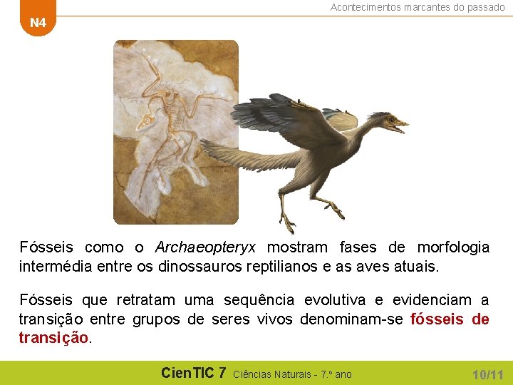 Acontecimentos marcantes do passado N 4 Fósseis como o Archaeopteryx mostram fases de morfologia