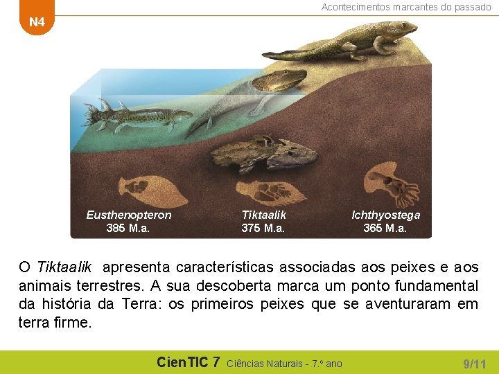 Acontecimentos marcantes do passado N 4 Eusthenopteron 385 M. a. Tiktaalik 375 M. a.